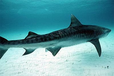 Female tiger shark with mating scars from bites of male during mating attempts. Photo © Doug Perrine