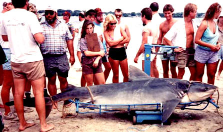 Tiger shark caught during a fishing derby off Jacksonville, Florida in 1981. Photo © FLMNH