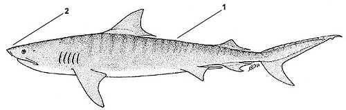Tiger shark (Galeocerdo cuvier). Illustration courtesy FAO, Species Identification and Biodata