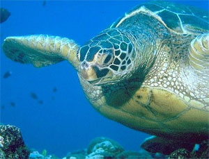 Tiger sharks feed on the green sea turtle. Photo courtesy NOAA