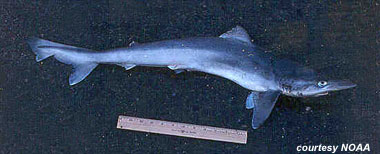 Tope Shark. Photo courtesy NOAA