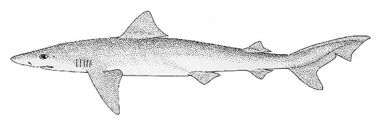 Tope shark. Illustration courtesy FAO Species Catalog, Vol. 4 Part 2 Sharks of the World