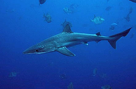 Tope sharks are bluish to dusky gray on the dorsal surface, fading to a white ventral surface. Photo © Doug Perrine