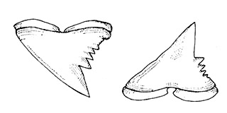 Tope shark dentition: upper and lower teeth. Illustration courtesy FAO Species Catalog, Vol. 4 Part 2 Sharks of the World