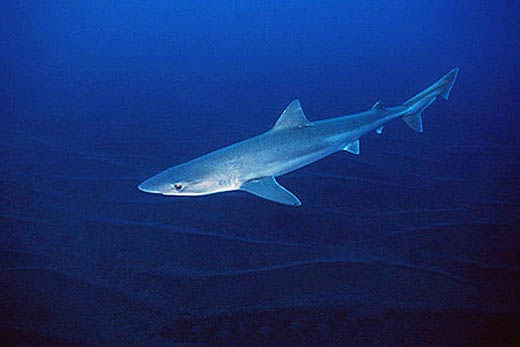 Adapting well to captivity, the tope shark is often see in public aquariums. Photo © Doug Perrine