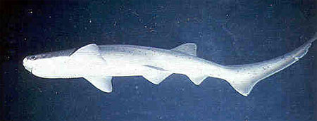 The sevengill shark is among the predators of tope shark. Photo courtesy NOAA