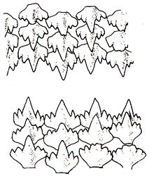 Independent dentition of the nurse shark. Image courtesy FAO Species Catalogue (1984) vol. 4 part 1.