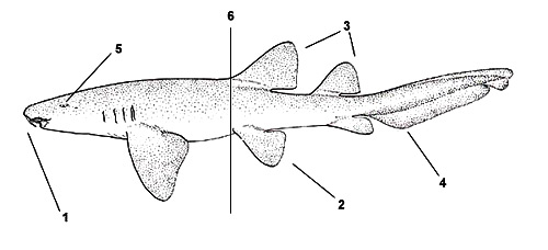 Nurse shark (Ginglymostoma cirratum). Illustration courtesy FAO, Species Identification and Biodata