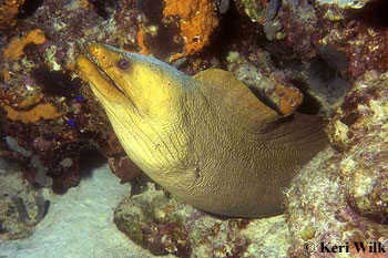 Green Moray. Image © Keri Wilk