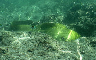 Green moray swimming along a rocky reef bottom. Image © Leroy Ellis