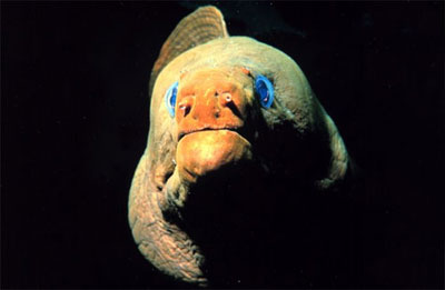 Close-up of the green moray - note the incurrent nostrils. Image courtesy NOAA