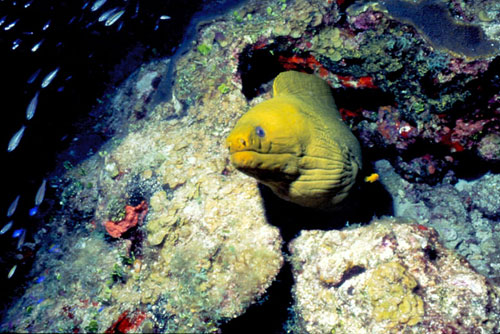 Green moray. Image © Don DeMaria