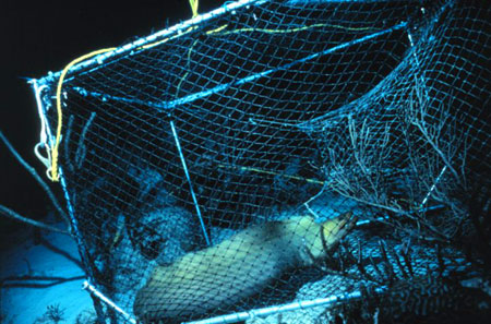 Green moray captured in a fish trap. Image courtesy NOAA