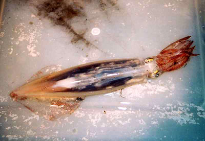 Squid - food item of the green moray. Image © Esther Langan