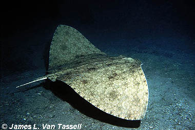 Spiny butterfly ray. Photo © James L. Van Tassell