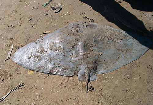 Spiny butterfly ray. Photo © George Burgess