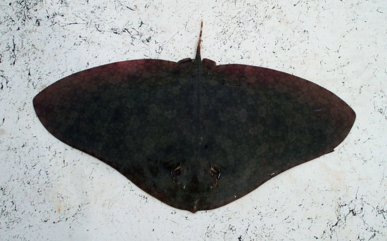 The spiny butterfly ray is typically dark brown in color. Photo © Christina Conrath