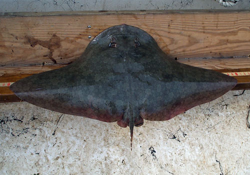 The maximim disk width of the spiny butterfly ray is a little over 13 feet. Photo © Christina Conrath