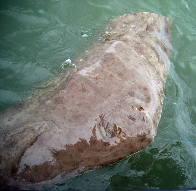 This ray is being landed as part of a scientific study. Photo © Christina Conrath