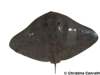 Smooth Butterfly Ray. Photo © Christina Conrath