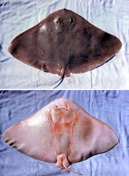 Smooth butterfly ray: dorsal and ventral views. Photo © George Burgess