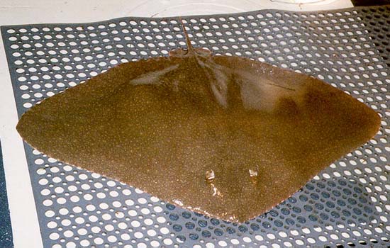 The dorsal surface of this ray varies greatly in color, either gray, brown, or light green. Photo © Christina Conrath