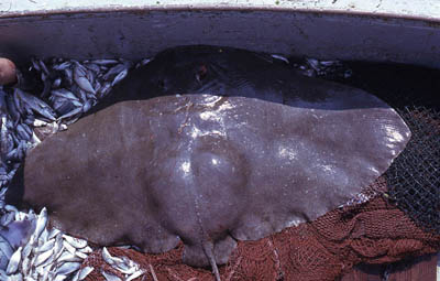 Smooth butterfly rays are caught in minor fisheries. Photo © George Burgess