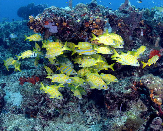 French grunts schooling on a coral reef off the coast of Florida. Photo © Joe Marino