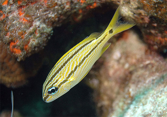 Juvenile French grunt. Photo © Barbara Shively