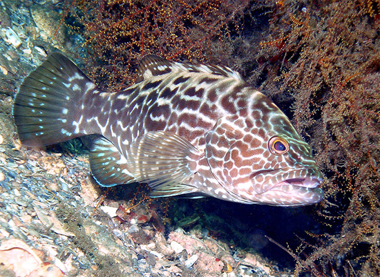 Black groupers prey on the French grunt. Photo © Judy Townsend