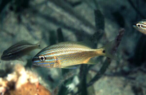 Juvenile white grunt. Photo © David Snyder