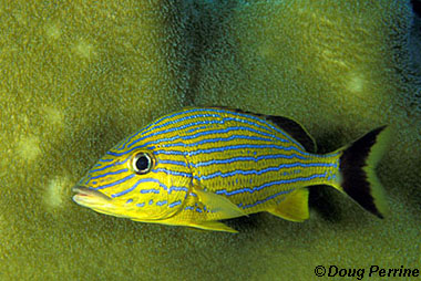 Bluestriped grunt. Photo © Doug Perrine