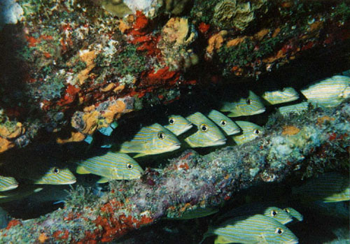 Bluestriped grunts live in reef habitats. Photo © Mark Younger