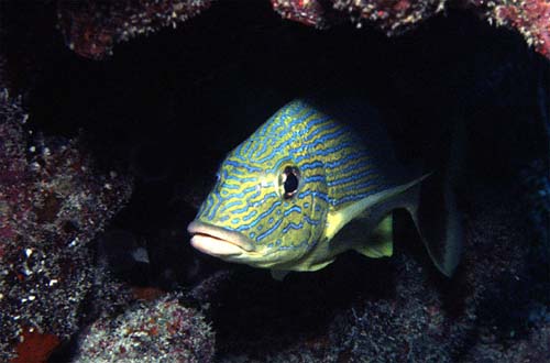 Bluestriped grunts forage for invertebrates and small fishes. Photo © George Ryschkewitsch