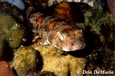 Puffadder shyshark. Photo © Don DeMaria