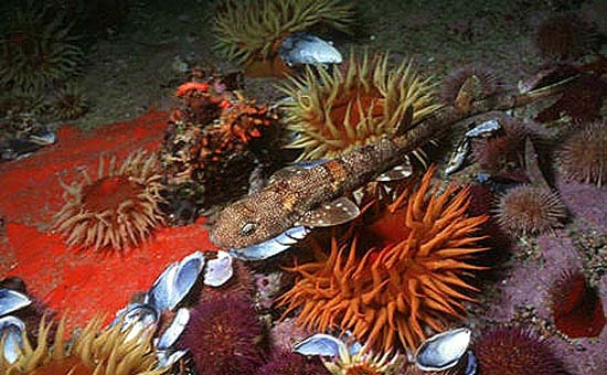 Puffadder shyshark. Photo © Doug Perrine