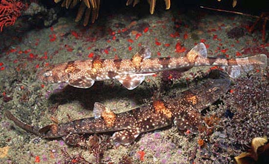 Puffadder shyshark coloration. Photo © Doug Perrine