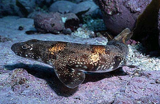 Puffadder shysharks grow to a maximum length of 23.6 inches. Photo © Doug Perrine