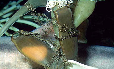 Puffadder shyshark egg case. Photo © Doug Perrine