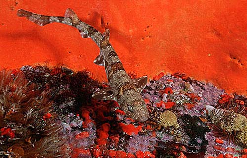 Puffadder shyshark. Photo © Doug Perrine