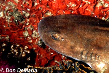 Brown Shyshark. Photo © Don DeMaria