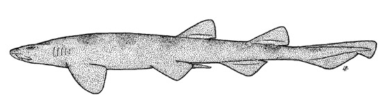 Brown shyshark. Illustration courtesy FAO