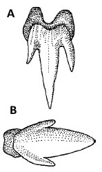 A) Brown shyshark dentition. B) Brown shyshark denticle. Illustrations courtesy FAO