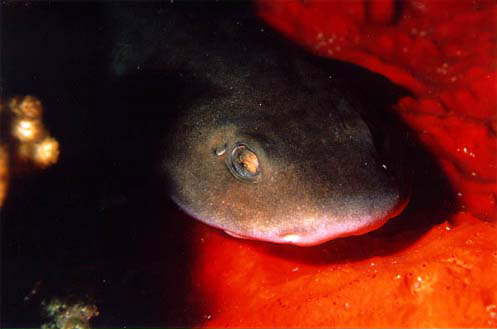 Brown shysharks reach a maximum length of 27 inches. Photo © Don DeMaria