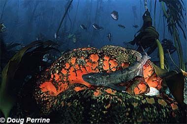 Dark shyshark. Photo © Doug Perrine