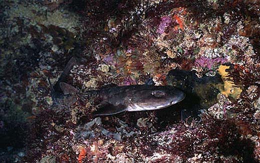 Dark shyshark. Photo © Doug Perrine