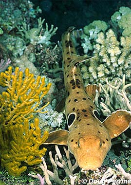 Epaulette shark. Photo © Doug Perrine