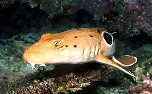 Epaulette shark. Photo © Doug Perrine