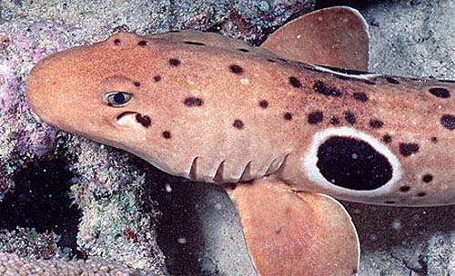 Epaulette sharks have two large black spots above the pectoral fins. Photo © Doug Perrine