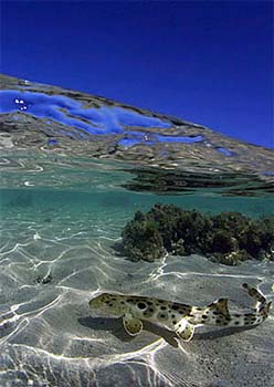 Beachcombers can easily catch the epaulette shark. Photo © Doug Perrine